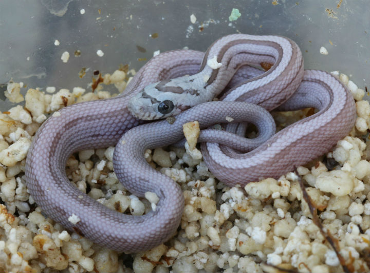 Striped Ghost Corn Snake